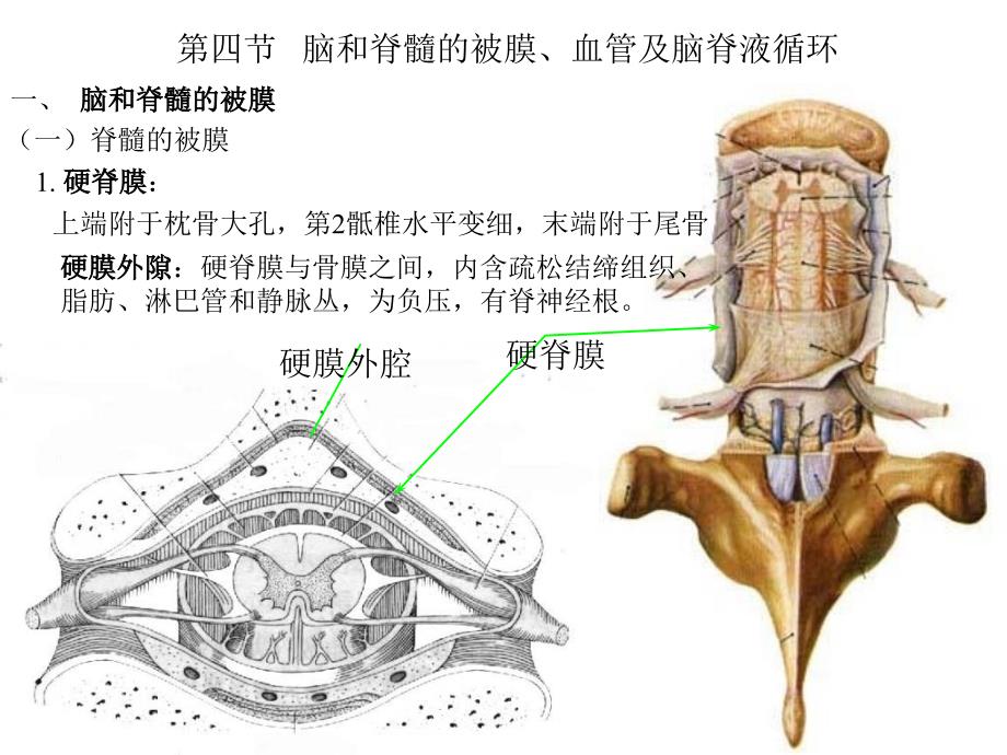 《解剖脑脊膜》PPT课件_第1页