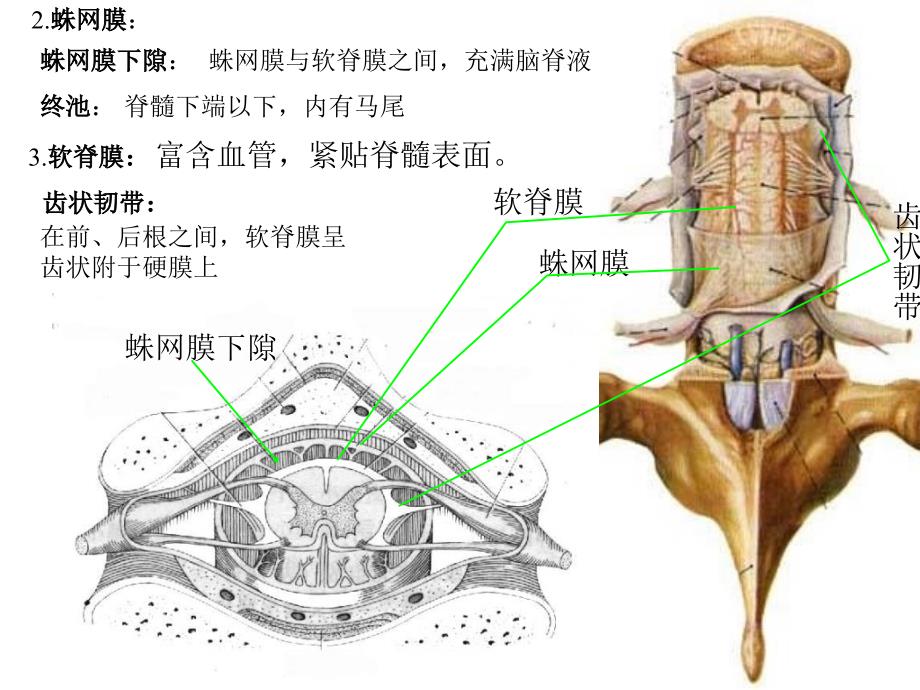 《解剖脑脊膜》PPT课件_第2页