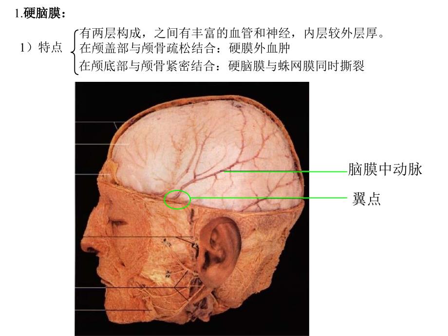 《解剖脑脊膜》PPT课件_第4页