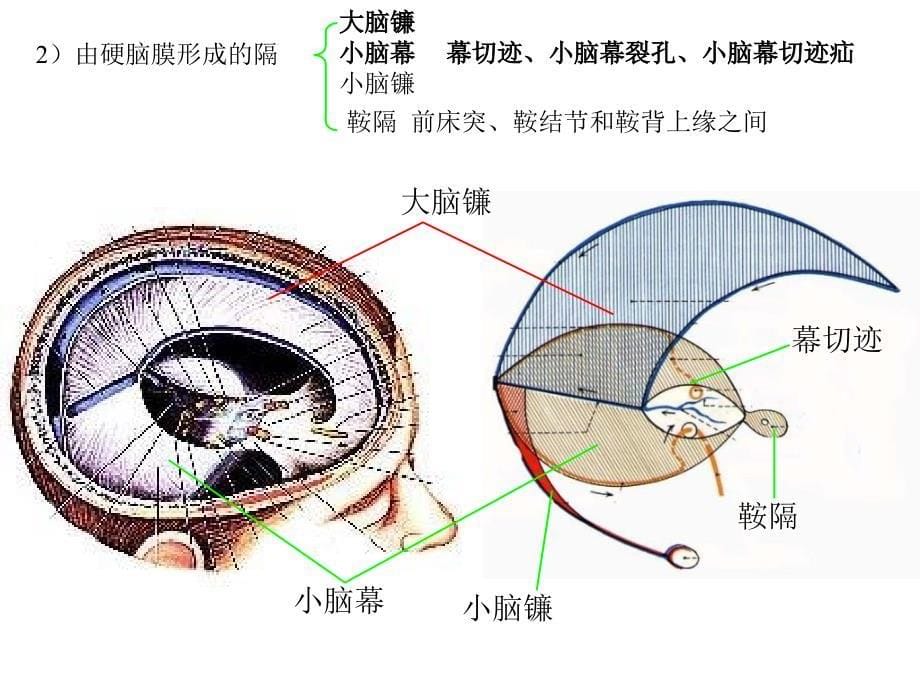 《解剖脑脊膜》PPT课件_第5页