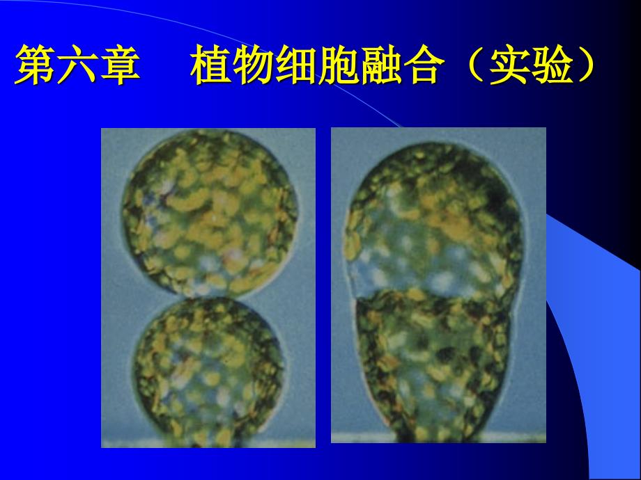 植物细胞融合(实验)_第1页