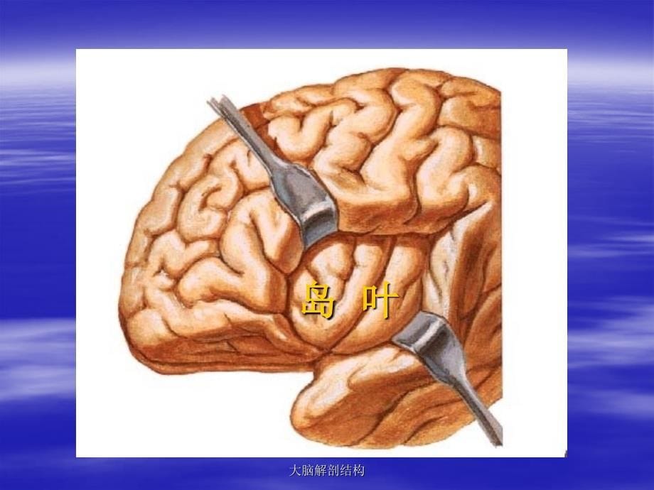 大脑解剖结构课件_第5页