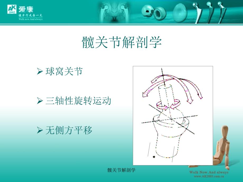 髋关节解剖学_第3页