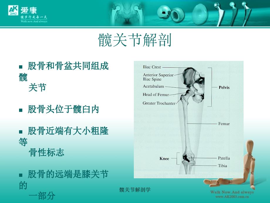 髋关节解剖学_第4页