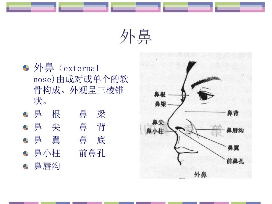 耳鼻咽喉头颈外科学02鼻的应用解剖学和生理学_第3页