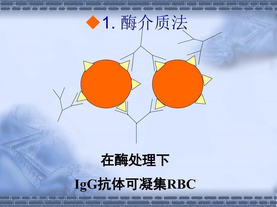 《输血基础知识幻灯》PPT课件_第5页