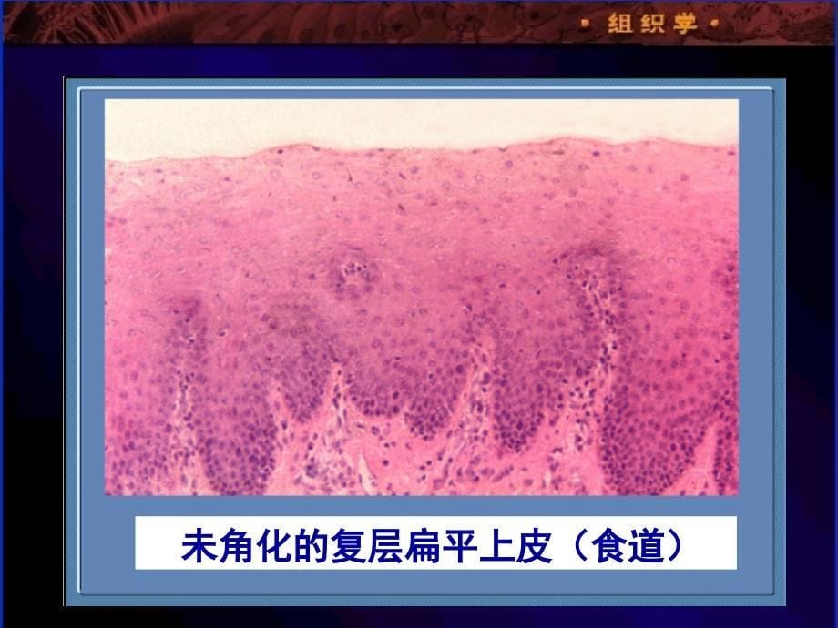 组织学与胚胎学：02上皮结缔_第5页