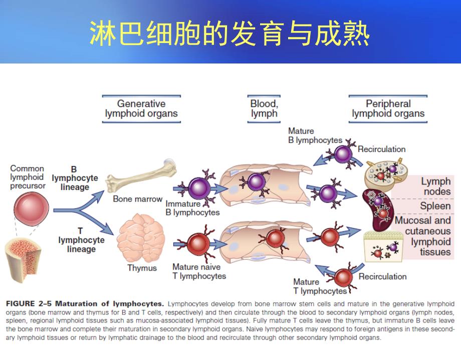 免疫学 第8章 T细胞发育、活化、分化与效应机制_第4页