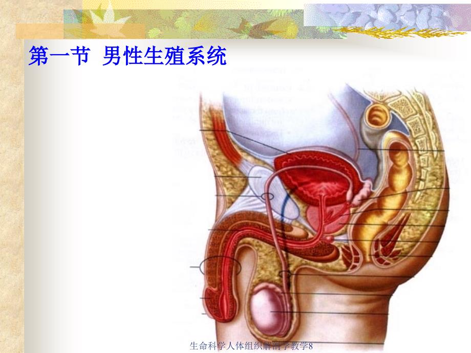 生命科学人体组织解剖学教学8课件_第2页