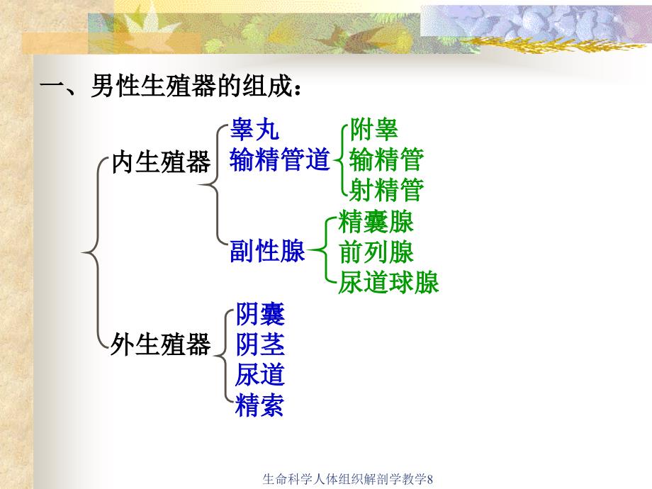 生命科学人体组织解剖学教学8课件_第3页