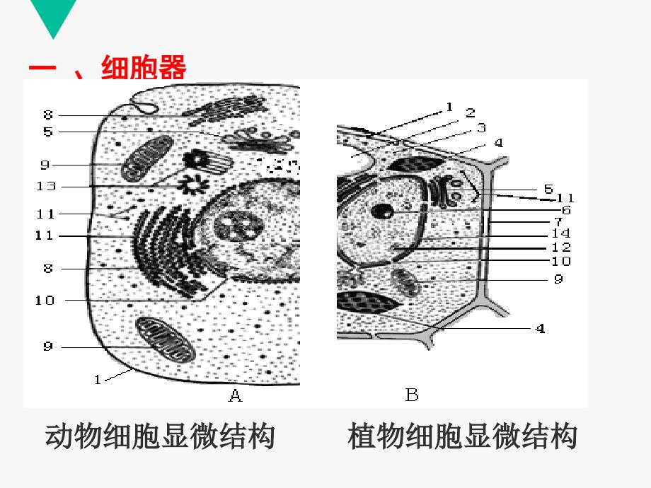 细胞器—细胞内的分工合作_第3页