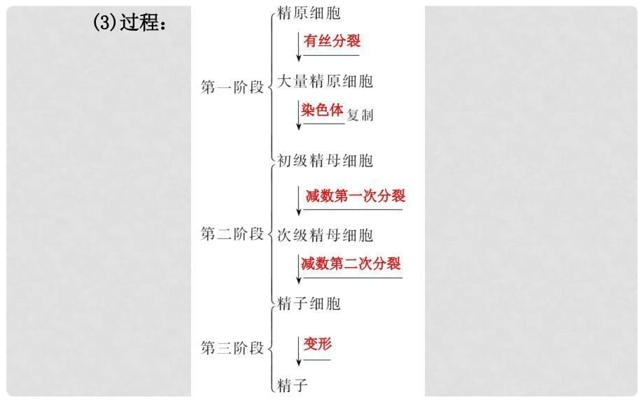 高中生物 精讲优练课型 专题3 胚胎工程 3.1 内受精和早期胚胎发育同课异构课件 新人教版选修3_第5页