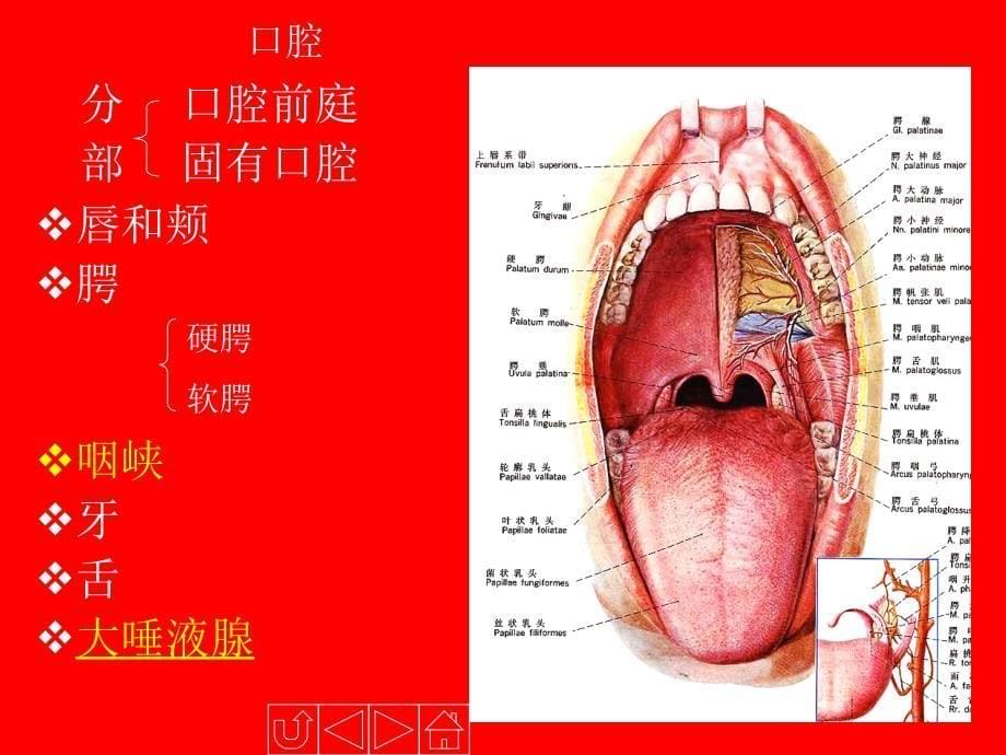 人体解剖生理学-消化系统的结构与功能.ppt_第5页