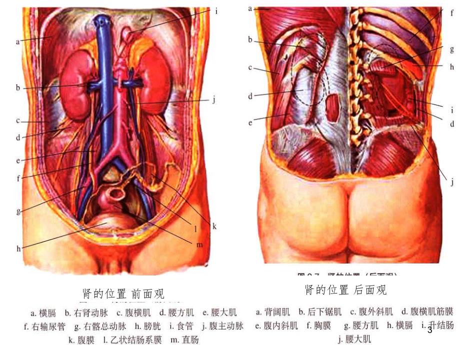 肾性水肿PPT演示课件_第3页