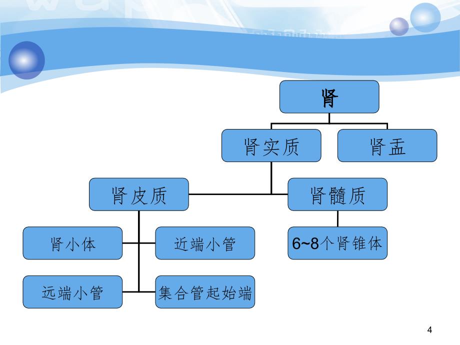 肾性水肿PPT演示课件_第4页