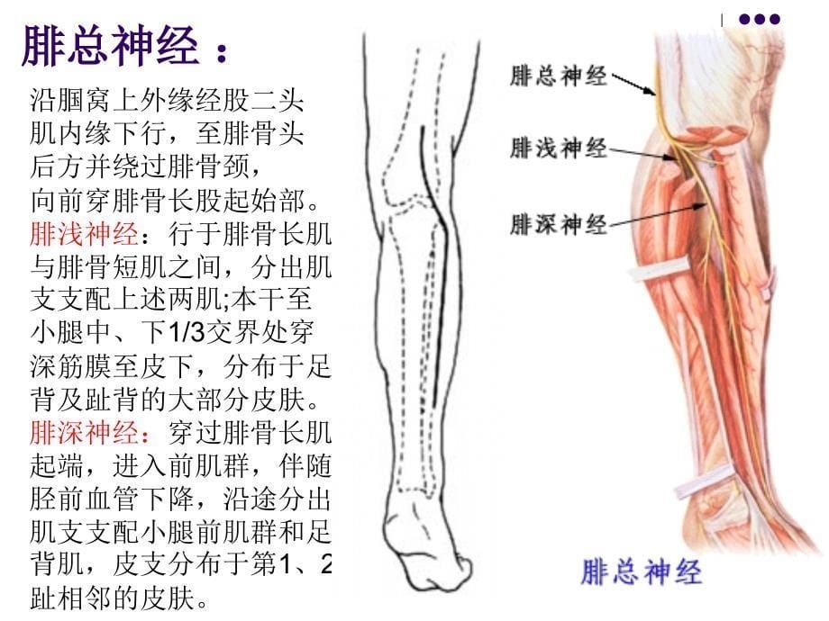 周围神经损伤护理查房_第5页