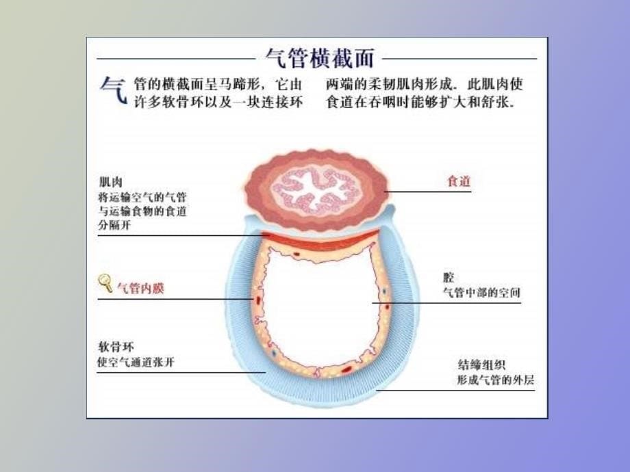 气管食管科学_第5页