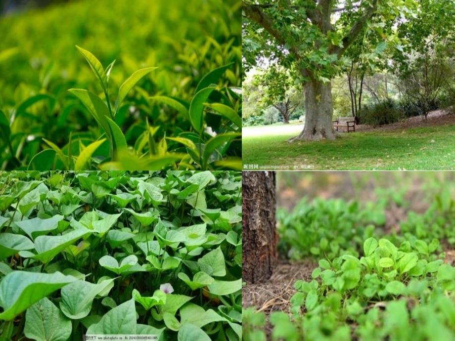 苏教版初中生物七上第3单元第六章第二节植物光和作用的场所课件_第2页