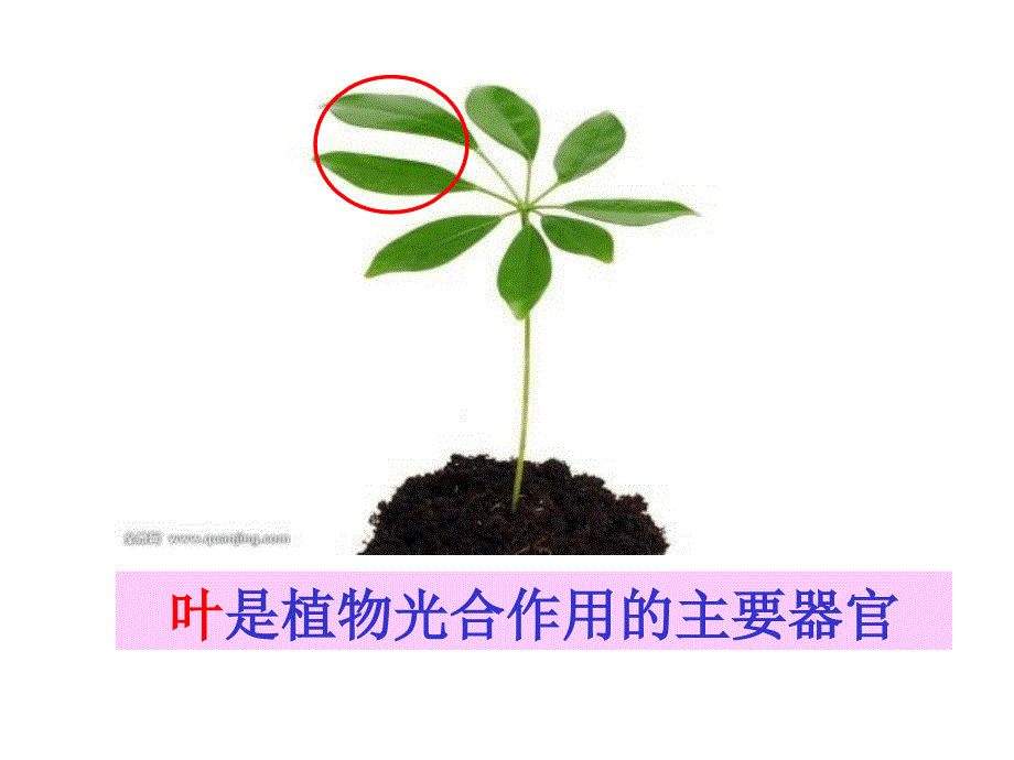 苏教版初中生物七上第3单元第六章第二节植物光和作用的场所课件_第3页