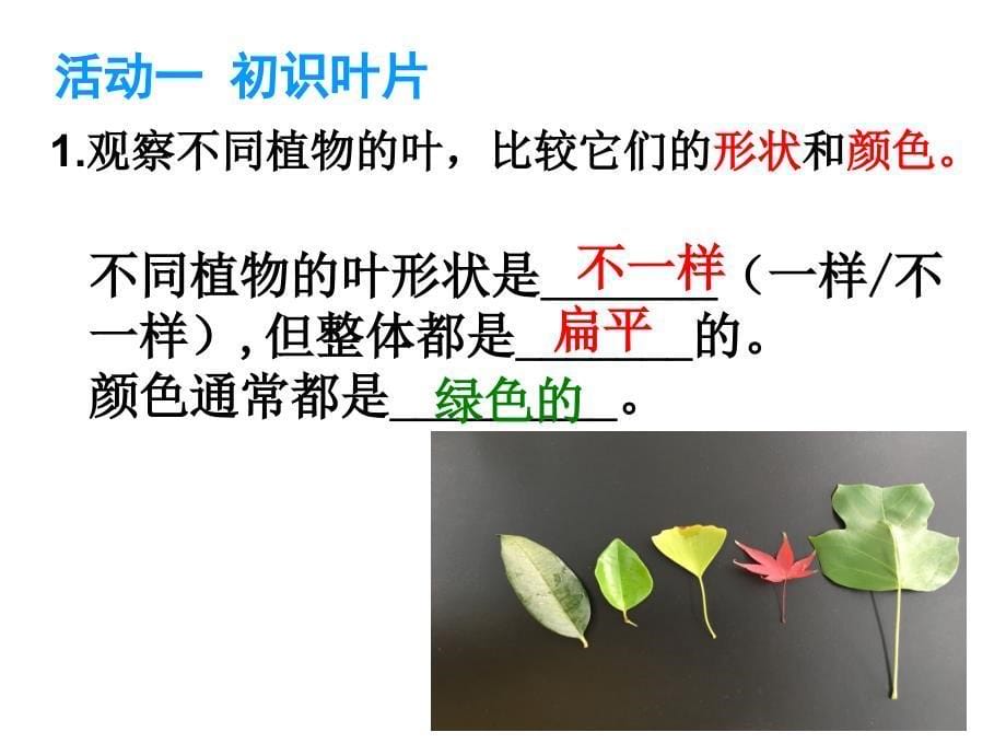 苏教版初中生物七上第3单元第六章第二节植物光和作用的场所课件_第5页