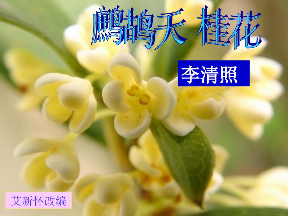 鹧鸪天&amp;amp#183;桂花教学课件_第1页