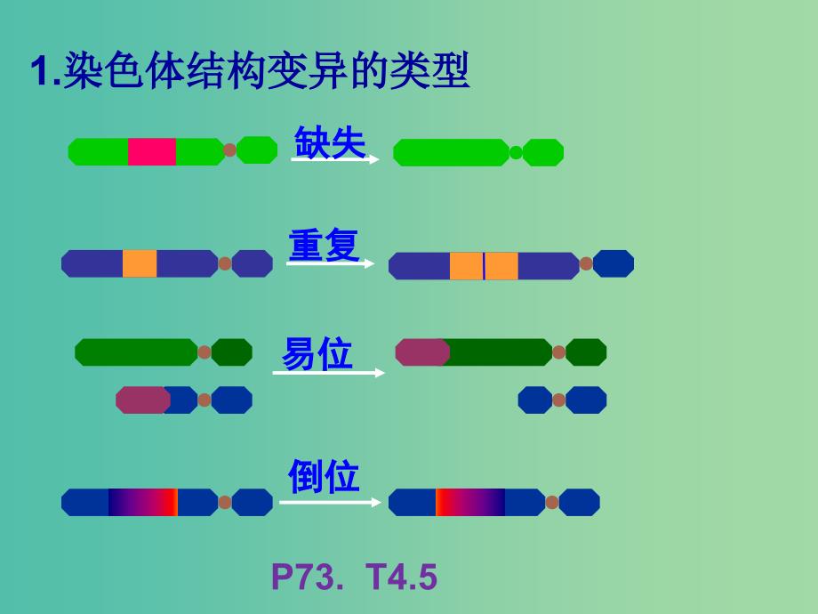 山东省沂水县高中生物第五章基因突变及其他变异5.2染色体变异回顾课件新人教版必修2 .ppt_第3页