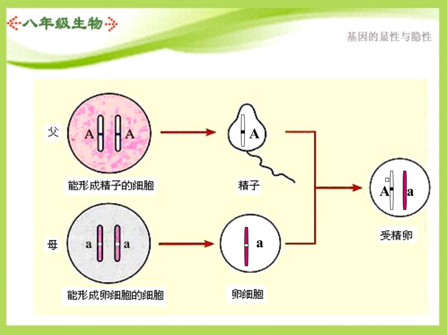 生物第七单元第二章第三节基因的显性和隐性课件人教版八年级下_第3页