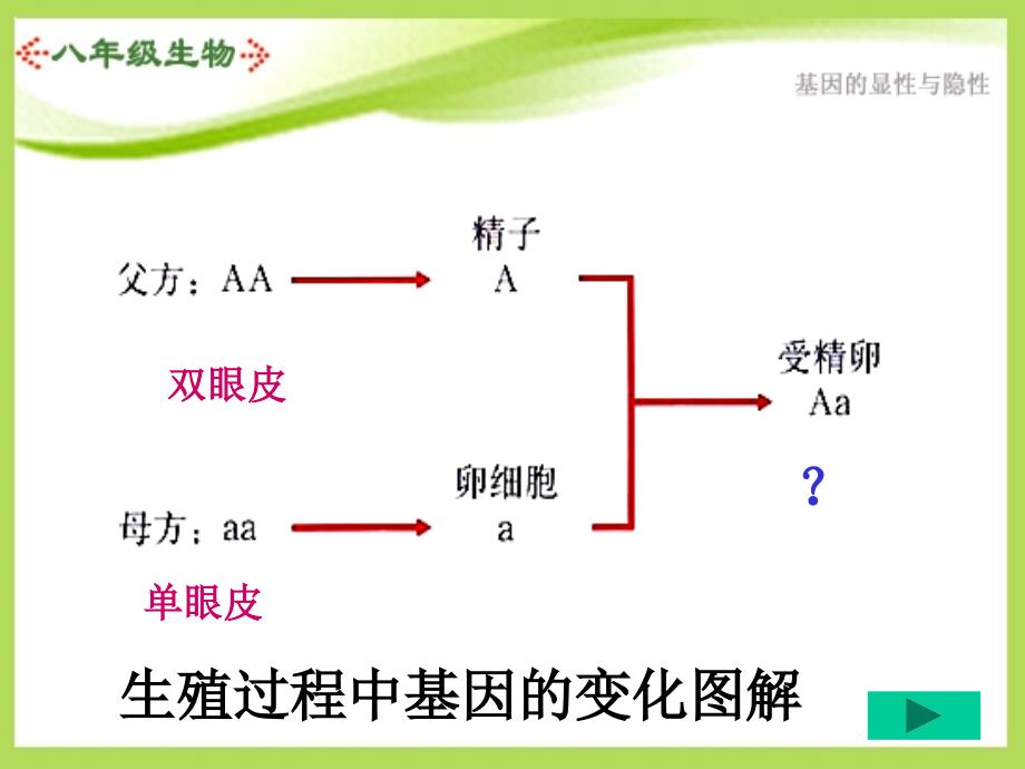 生物第七单元第二章第三节基因的显性和隐性课件人教版八年级下_第4页