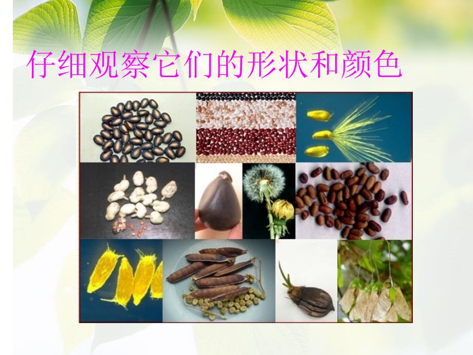 人美版小学美术三年级上册《植物籽粒拼图用》课件_第2页