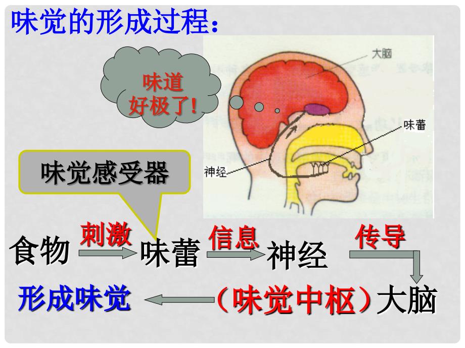 七年级科学下册 2.1感觉世界课件 浙教版_第3页