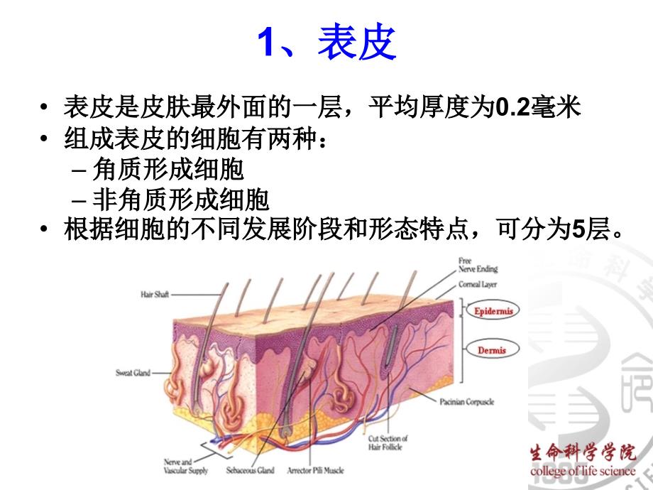 皮肤的结构ppt_第4页