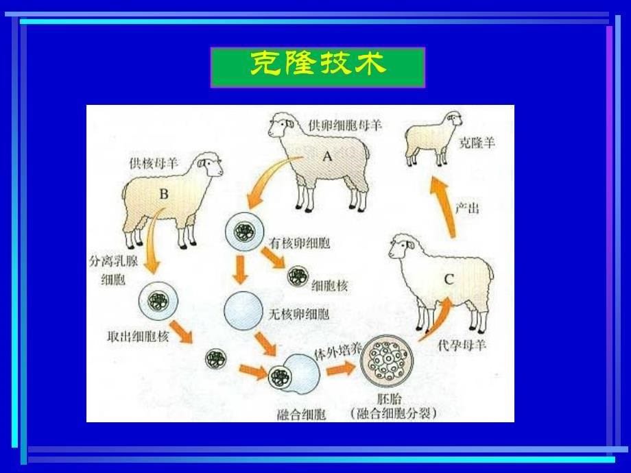 系统解剖学：胚胎总论(一）_第5页