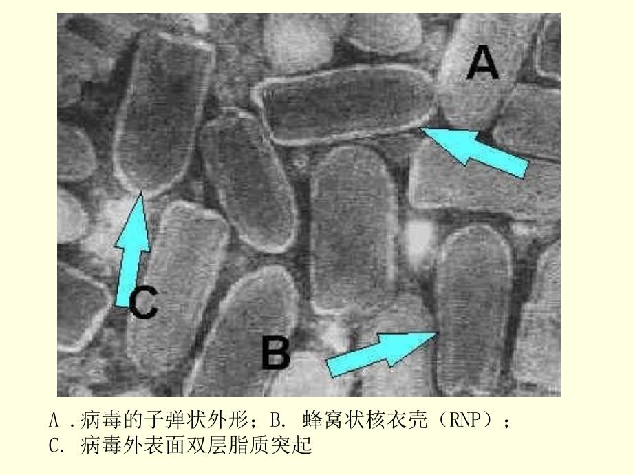 《狂犬病的防治》PPT课件_第4页