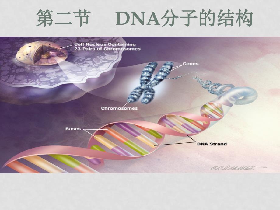 人教版 必修2高中生物第三章第一节DNA的分子结构 课件_第1页