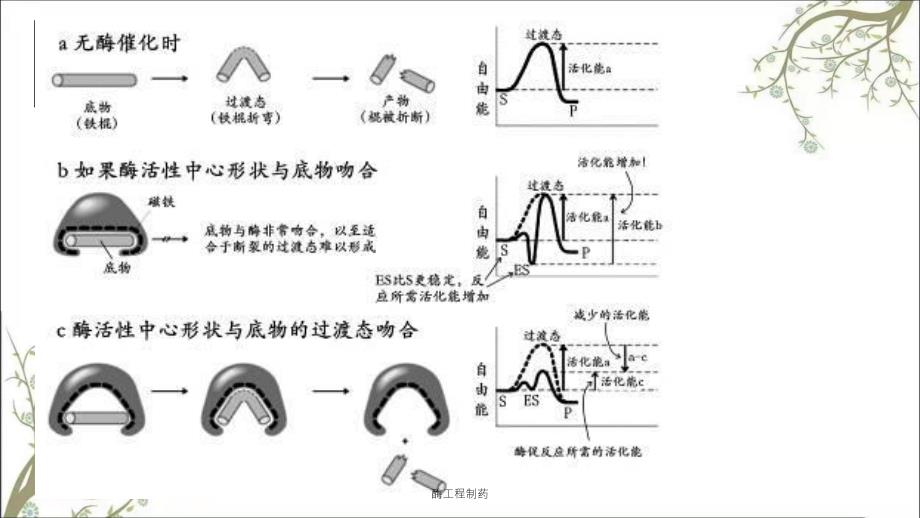 酶工程制药课件_第4页