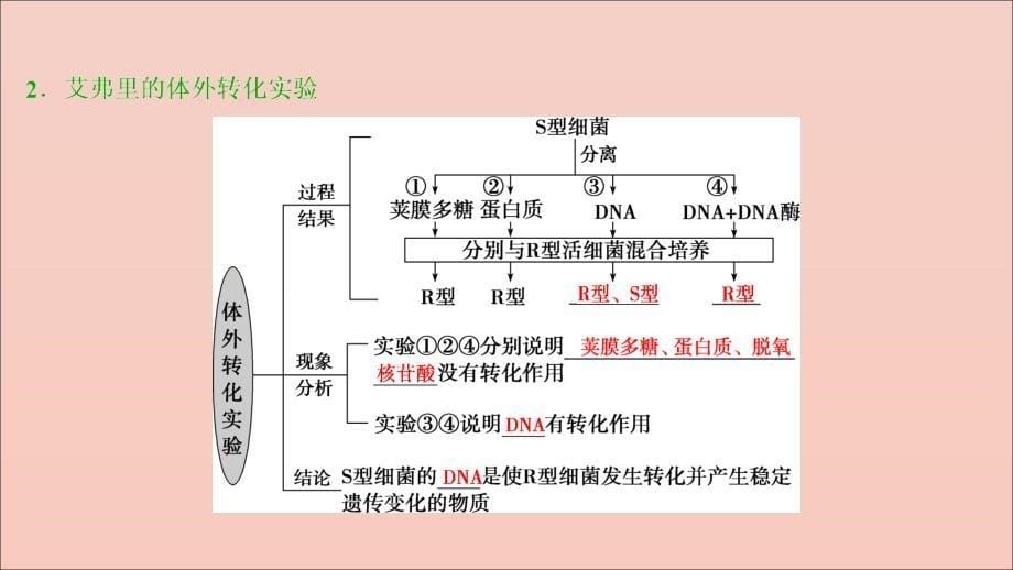 （选考）2021版新高考生物一轮复习 第六单元 遗传的物质基础 第17讲 DNA是主要的遗传物质课件 新人教版_第5页