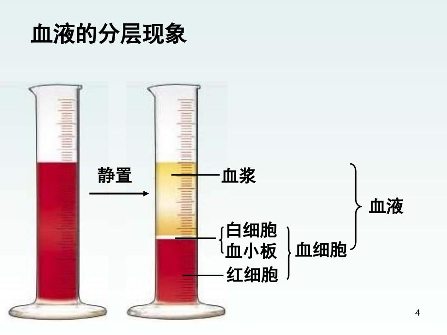 七年级生物人体内的物质运输课堂PPT_第4页