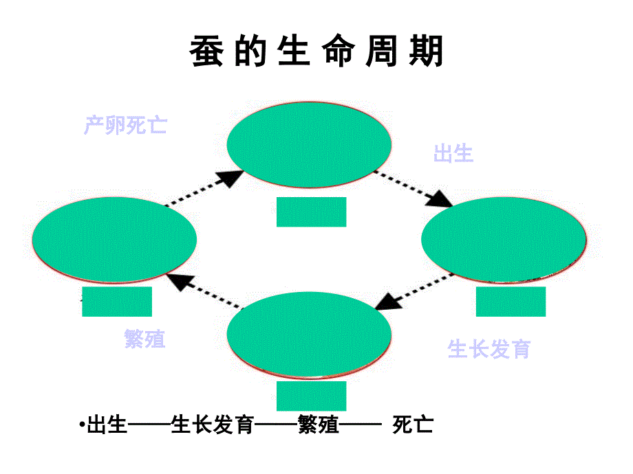 其他动物的生命周期.ppt_第1页