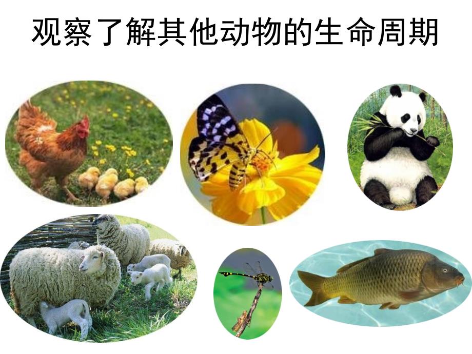 其他动物的生命周期.ppt_第3页