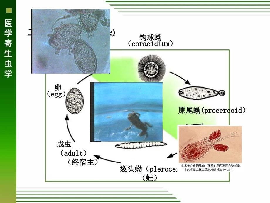 医学寄生虫学：曼氏迭宫绦虫、细粒棘球绦虫_第5页