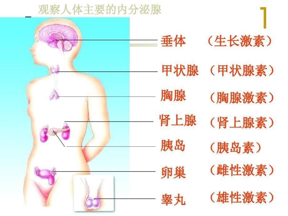 苏科版初中生物八上第六单元16.3人体的激素调节共24张PPT_第5页