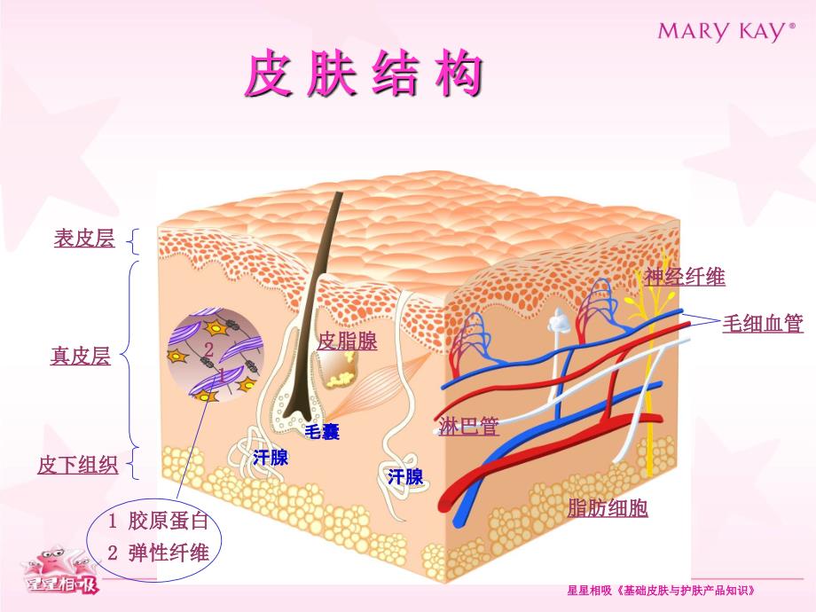 玖琳凯培训教材3基础皮肤与产品知识_第4页