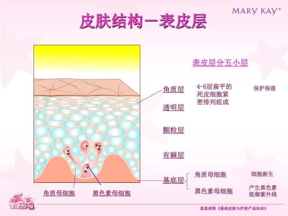 玖琳凯培训教材3基础皮肤与产品知识_第5页