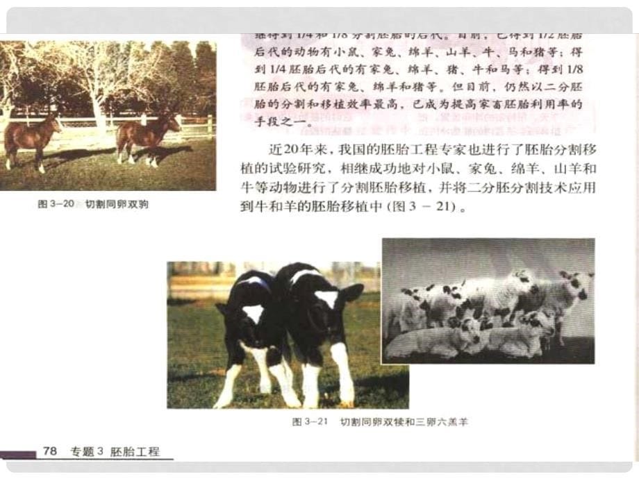 高中生物： 124 干细胞工程（课件）中图版选修3_第5页