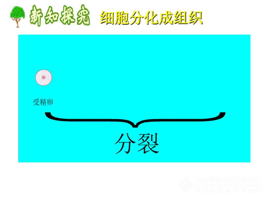 41细胞分化形成组织1_第4页