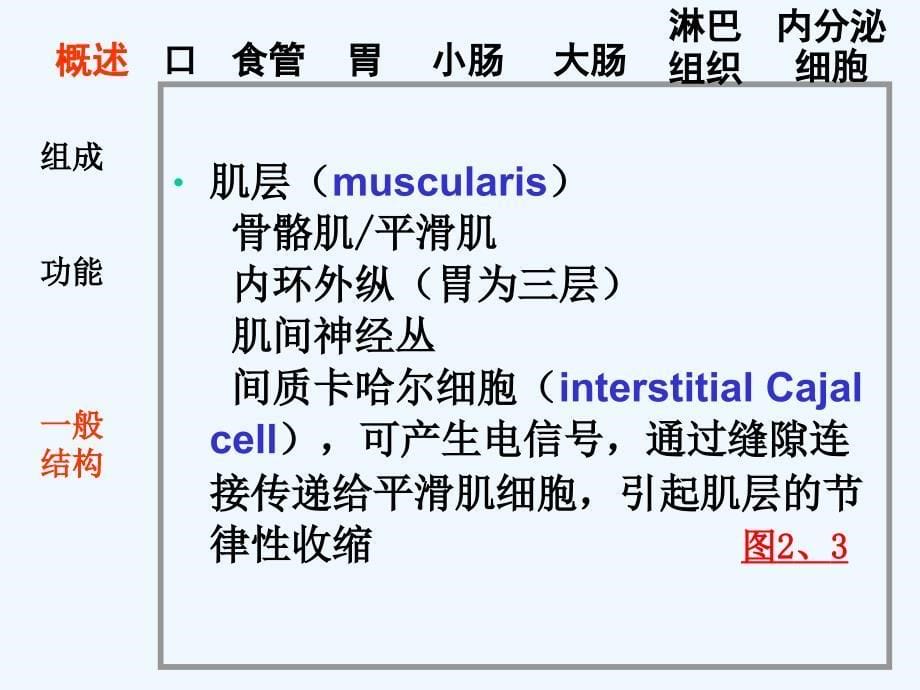 消化管ppt课件_第5页