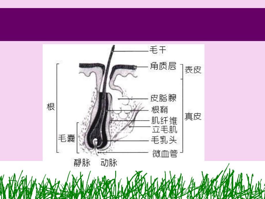 太阳神发再盛研究报告ppt课件_第4页