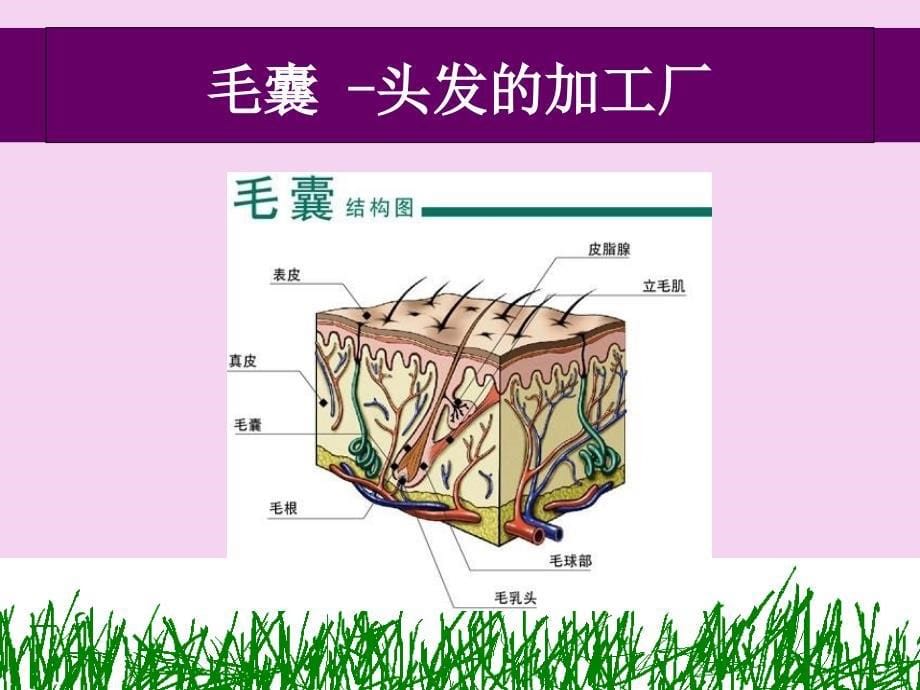 太阳神发再盛研究报告ppt课件_第5页