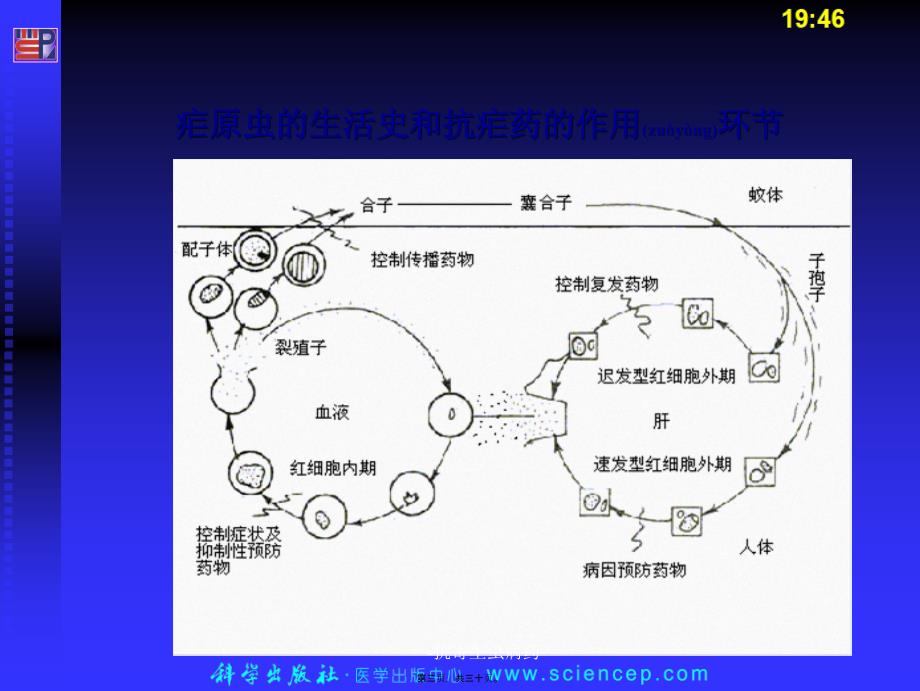 -抗寄生虫病药课件_第3页