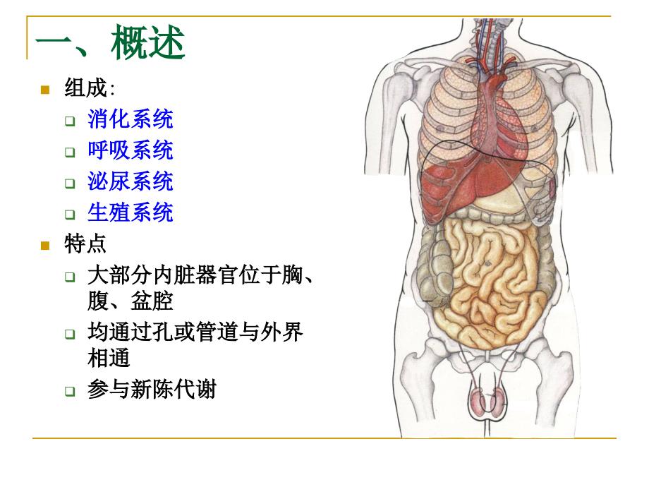 解剖学课件03内脏总论消化系统.ppt_第2页